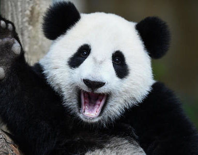 Панды из Китая прибыли в Московский зоопарк