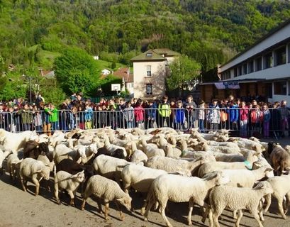 15 баранов и овец стали учащимися школы во Франции