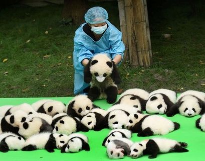 Китайские ученые научились различать панд