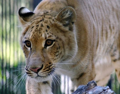 Смерть лигрицы Зиты скрыли в зоопарке Новосибирска