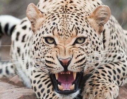  Популяция дальневосточного леопарда достигла 110 особей