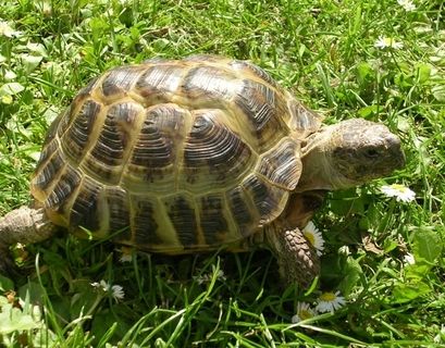 4 тыс черепах, ввезенных в Россию под видом капусты, вернутся в Казахстан