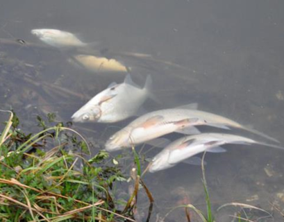  Жара стала причиной гибели рыбы в водоемах Москвы