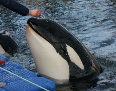 Животных из "китовой тюрьмы" начали выпускать