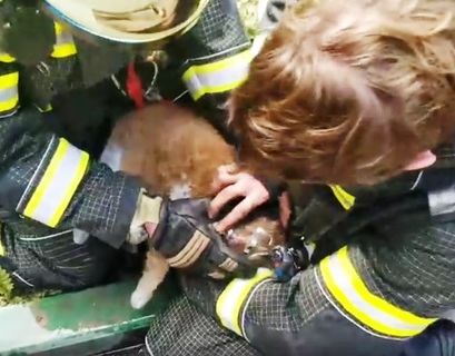 Кота из горевшей в Москве квартиры вызволили спасатели