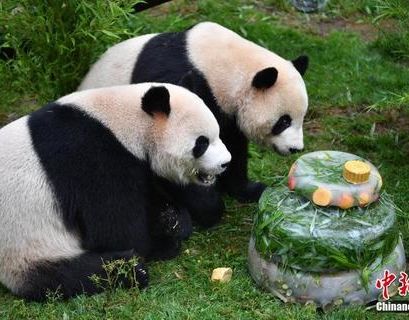 В парке Хайнаня панд в жару угощают ледяным тортом