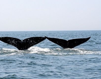 Первых узников "китовой тюрьмы" выпустили на волю