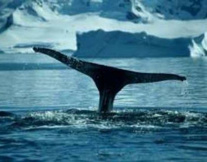 Япония получила возможность вернуться к коммерческой охоте на китов