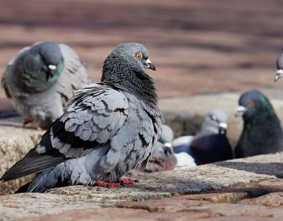 За кормление голубей в Магадане будут штрафовать