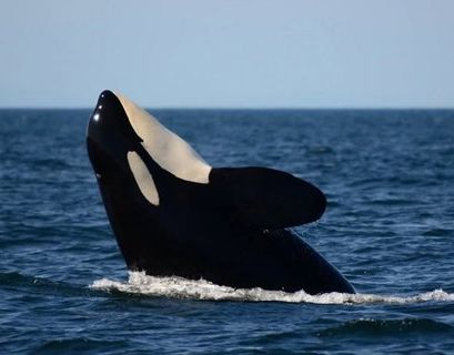 Еще трех косаток из "китовой тюрьмы" перевозят к Охотскому морю