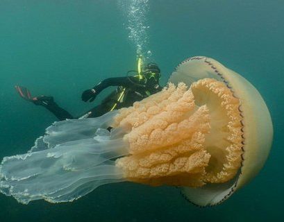 Медузу размером с человека встретили дайверы у побережья Великобритании