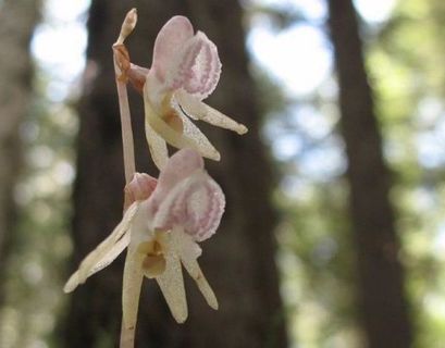 Краснокнижную "подземную" орхидею с запахом ванилина нашли в Подмосковье