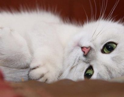 В Нью-Йорке запретили удалять котам когти