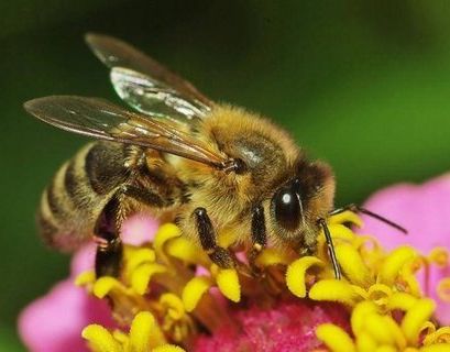 Уголовное дело о гибели пчел возбудили в Орловской области