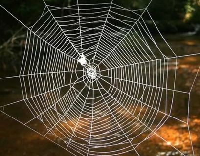 Секрет самой прочной паутины был найден в геноме паука