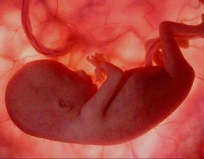 В Японии разрешили эксперименты на эмбрионах