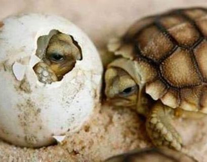  Черепахи могут выбирать свой пол