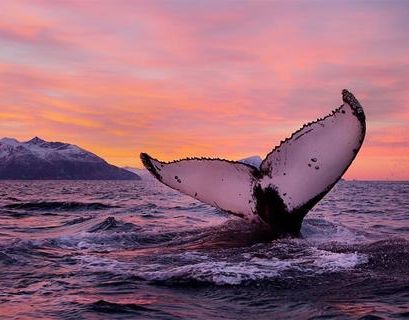 Вымирание северных гладких китов пугающе ускорилось этим летом