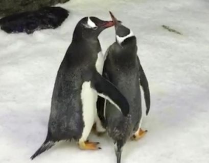 Пингвины-геи готовятся стать родителями в Берлине 