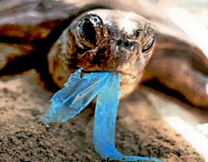  Человек ежегодно потребляет 250 г пластика с водой и пищей