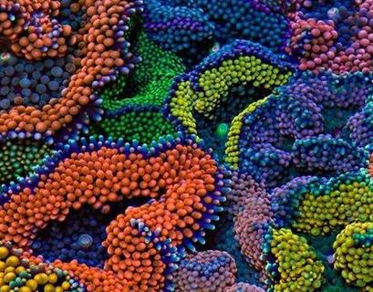 Исчезающий вид кораллов впервые вырастили в лаборатории во Флориде