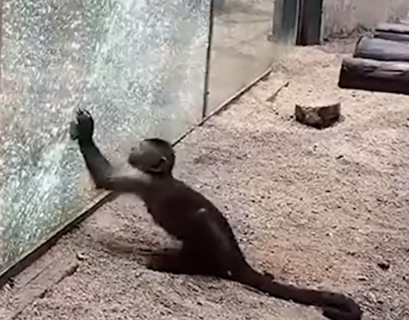В Китае обезьяна устроила побег из зоопарка с помощью камня