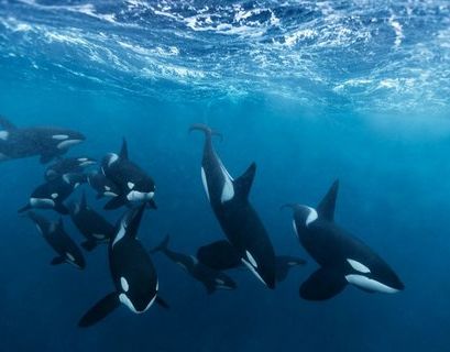 Последних пленников "китовой тюрьмы" выпустили в море