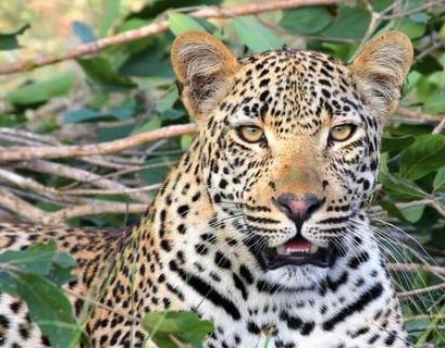 Сезон фотоохоты на леопардов открывается в Северной Осетии
