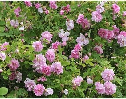 ЮНЕСКО включила дамасскую розу в список нематериального наследия