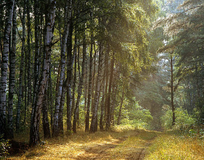 В России могут возродить министерства лесного хозяйства и геологии