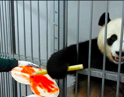 Самец панды подарил подруге валентинку в зоопарке Москвы