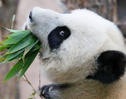 В Московском зоопарке рассказали об итогах первого года жизни двух панд в России